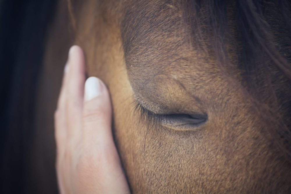 Eudaemonia Equine Connections - grief counselor in Portland, OR