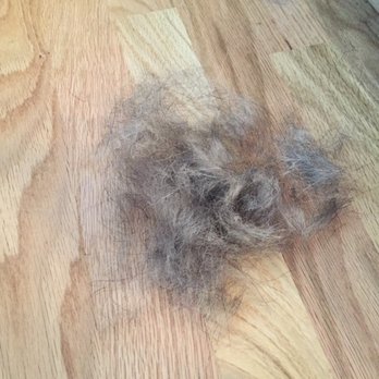 Petco - I'm pretty sure the groomer didn't even brush her tail today. - Pet Training Near Me - Colorado Springs, Colorado Petco - I'm pretty sure the groomer didn't even brush her tail today. - Pet Training Near Me - Colorado Springs, Colorado