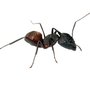 Ampm Exterminators