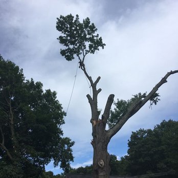 Dominion Tree Care Specialists - Tree Services Near Me - Moneta, Virginia Dominion Tree Care Specialists - Tree Services Near Me - Moneta, Virginia