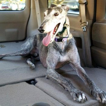 Pets Eternal Rest - Our loving greyhound, Blacky. - Veterinarians Near Me - Walnut Creek, California Pets Eternal Rest - Our loving greyhound, Blacky. - Veterinarians Near Me - Walnut Creek, California