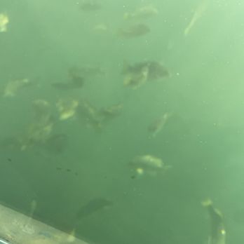 Glass Bottom Boat - Boating Near Me - Redondo Beach, California
