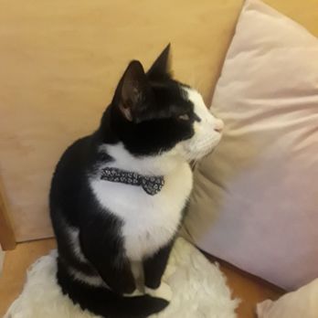 NEKO: A Cat Cafe - Themed Cafes Near Me - Seattle, Washington NEKO: A Cat Cafe - Themed Cafes Near Me - Seattle, Washington