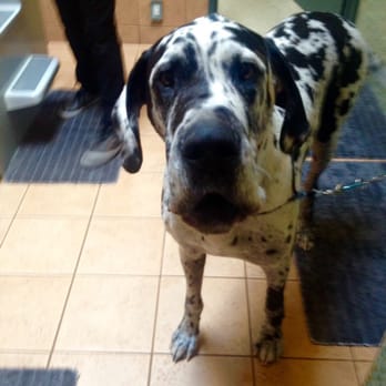 Wag'n Tails - Lolo with a cute little face after his bath right before we get the blow dryer gone - Pet Stores Near Me - Coronado, California Wag'n Tails - Lolo with a cute little face after his bath right before we get the blow dryer gone - Pet Stores Near Me - Coronado, California