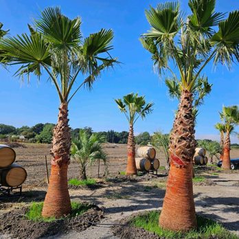 Jungle Bamboo & Palm Nursery - Nurseries & Gardening Near Me - Cotati, California Jungle Bamboo & Palm Nursery - Nurseries & Gardening Near Me - Cotati, California