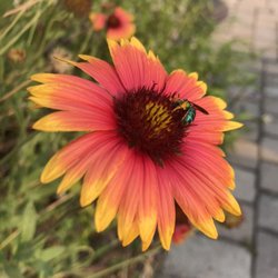 Thrifty Garden - Orchid bee on gaillardia.