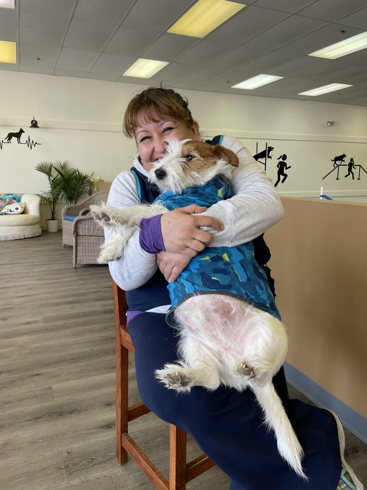 KOPEK DOG AGILITYAND CAFE Updated October 2024 24 Photos Hooksett