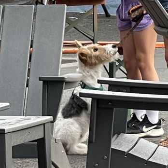 Aslin Beer Company - Dog friendly outside - Breweries Near Me - Herndon, Virginia