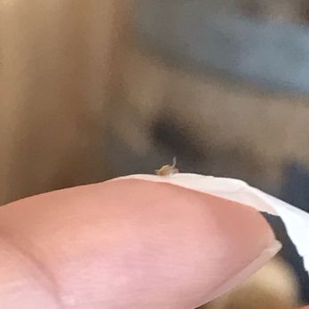 Le Pho - FLIES IN PHO - Vietnamese Near Me - Berkeley, California