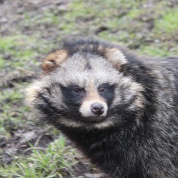 Hoo Farm Animal Kingdom - Feeding the Raccoon Dogs - Predator Experience - Zoos Near Me - Telford, TFW