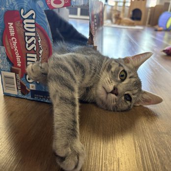 Catfe Montclair - A gray tabby cat is lying on a wooden floor, with its body partially inside a snack bag labeled 'Swiss Miss' chocolate. The cat's head is resting on the floor, and its paw is extended into the bag. The room contains various toys and objects, including a colorful ball and a fabric item, indicating a pet-friendly environment. - Animal Shelters Near Me - Montclair, New Jersey