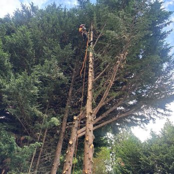 Integrity Tree Works  - Tree Services Near Me - Newcastle, Washington