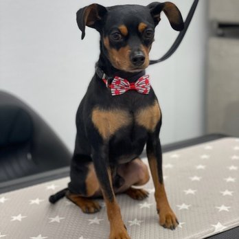 Bubble Pup Salon - Pet Groomers Near Me - Los Angeles, California Bubble Pup Salon - Pet Groomers Near Me - Los Angeles, California
