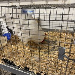 Amador County Fair