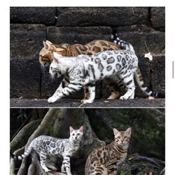 The Universe Bengals