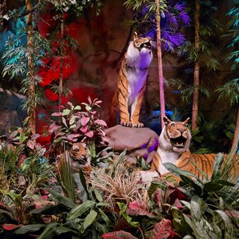 Rainforest Cafe - American Near Me - Auburn Hills, Michigan Rainforest Cafe - American Near Me - Auburn Hills, Michigan