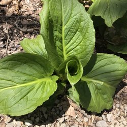 Beartown Lakes Reservation - Skunk cabbage