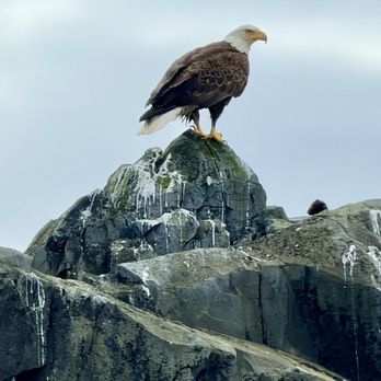 Allen Marine Tours - Boating Near Me - Sitka, Alaska Allen Marine Tours - Boating Near Me - Sitka, Alaska