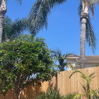 Complete Tree Services - our backyard tree, a month after being trimmed. - Tree Services Near Me - Encinitas, California Complete Tree Services - our backyard tree, a month after being trimmed. - Tree Services Near Me - Encinitas, California