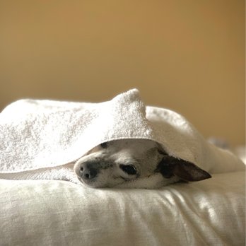 At Home, At Rest Pet Euthanasia - Veterinarians Near Me - San Jose, California At Home, At Rest Pet Euthanasia - Veterinarians Near Me - San Jose, California