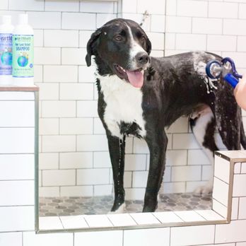 Fur-Get Me Not - Can request baths for dogs attending daycare or spending the night. - Dog Walkers Near Me - Arlington, Virginia