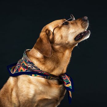 The K9 Class - Pet Training Near Me - Kensington, Maryland
