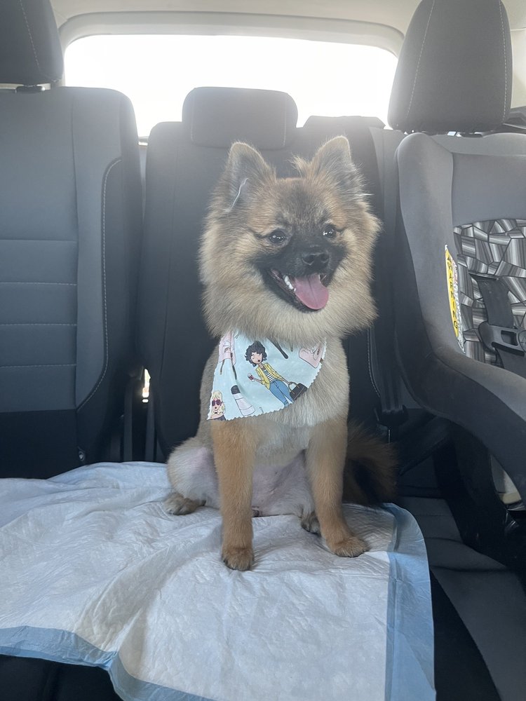 BUBBLES DOG GROOMING Updated September 2024 2606 Pecan Blvd