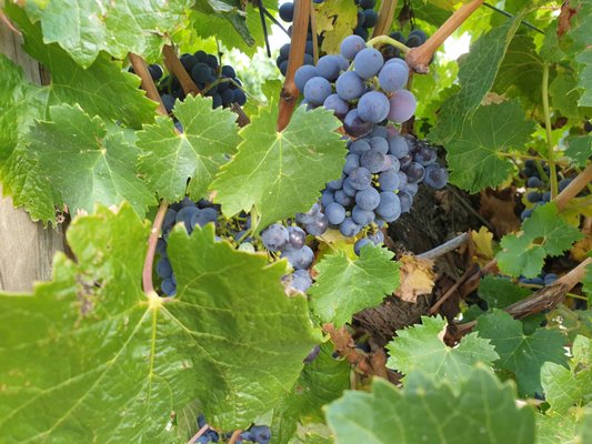 Best's Wines Great Western by null