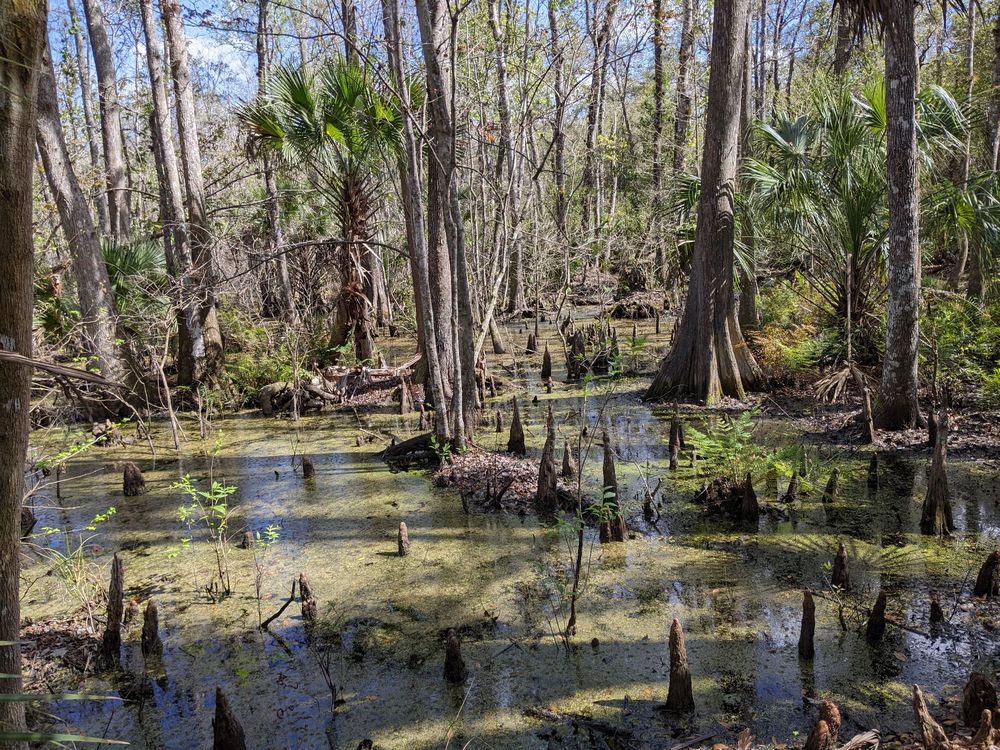 Little Big Econ State Forest Image