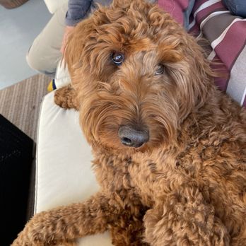 Colony Breeders - Dixie 1 1/2 yrs - Pet Breeders Near Me