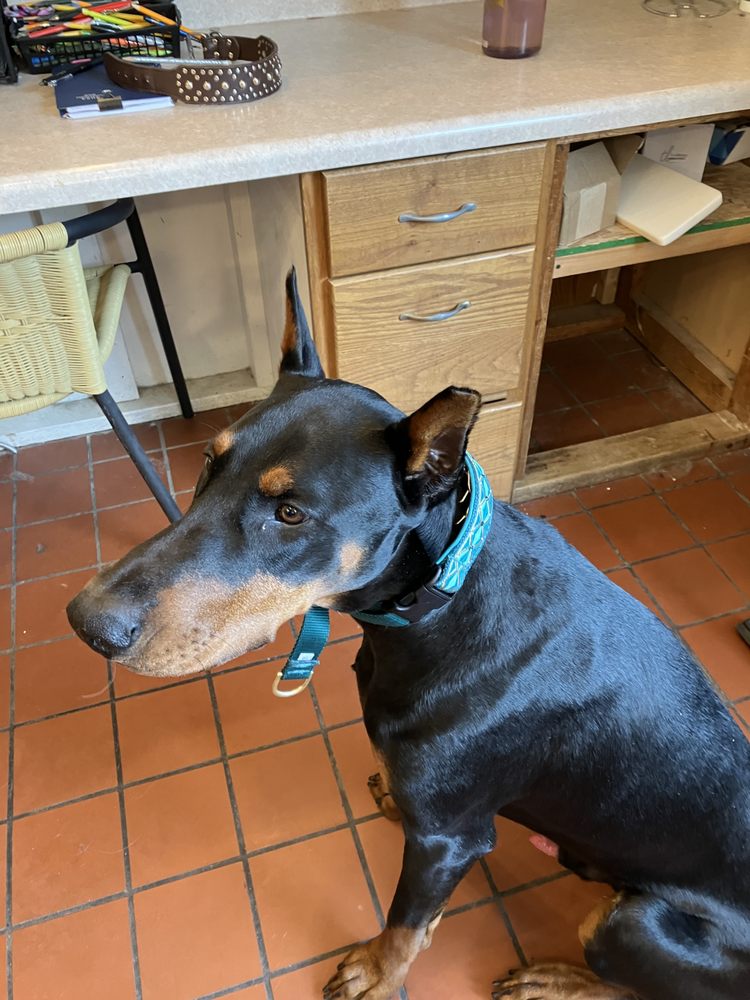 CLASSY CANINE STYLES Updated August 2024 17 Photos & 10 Reviews