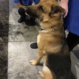 Pup