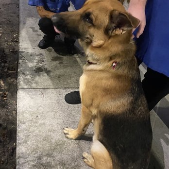Culver's - Pup - Ice Cream & Frozen Yogurt Near Me - Cape Coral, Florida