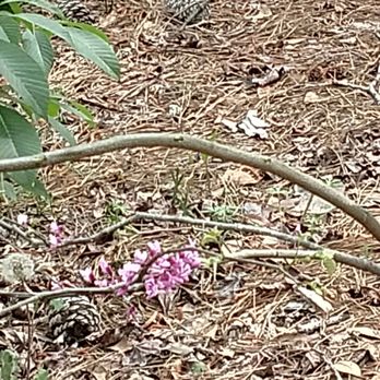 Myrtle Beach State Park - Redbud tree beginning to blossom. While the flowers are edible, please don't pick the plants here! - Parks Near Me - Myrtle Beach, South Carolina Myrtle Beach State Park - Redbud tree beginning to blossom. While the flowers are edible, please don't pick the plants here! - Parks Near Me - Myrtle Beach, South Carolina