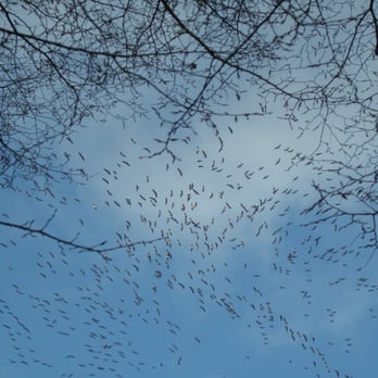 Kottenforst - laut rufende, kreisende Kraniche und Neuankömmlinge - Active Life Near Me - Bonn, NW