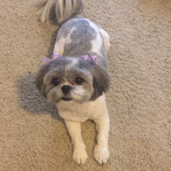 Doggie Zen Den, Inc - SweetPea with her cute homemade bows by Sarah! - Pet Sitting Near Me - Plano, Texas Doggie Zen Den, Inc - SweetPea with her cute homemade bows by Sarah! - Pet Sitting Near Me - Plano, Texas