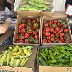 The Lighthouse Farms - Bell peppers, peppers, corn