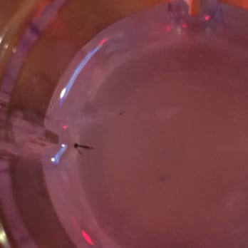 Christian's Tailgate - FOUND A BUG IN MY LEMON DROP. Absolutely disgusting - Sports Bars Near Me - Houston, Texas Christian's Tailgate - FOUND A BUG IN MY LEMON DROP. Absolutely disgusting - Sports Bars Near Me - Houston, Texas