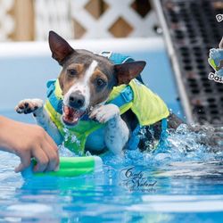 Duke's K9 Dash N' Splash - One of our clients learning to dock dive!