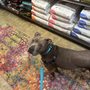 Chopper's Holistic Pet Food