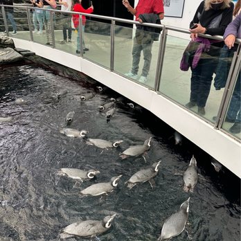 Oceanário de Lisboa - Aquariums Near Me - Lisbon, 11 Oceanário de Lisboa - Aquariums Near Me - Lisbon, 11