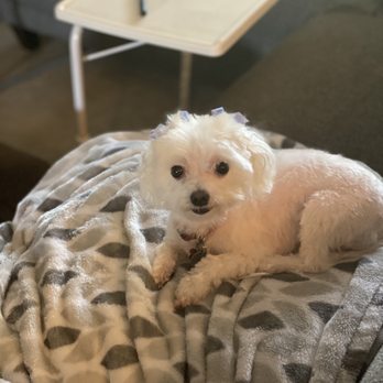 Bonnie's Pet Grooming - Pet Groomers Near Me - Fair Oaks, California