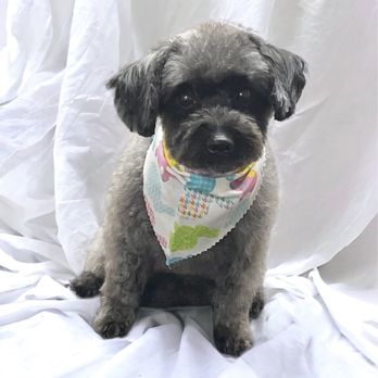 Pet Agree Grooming - Pet Groomers Near Me - Mingo Junction, Ohio