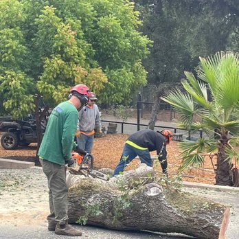 A+ Tree Service - Tree Services Near Me - Felton, California A+ Tree Service - Tree Services Near Me - Felton, California
