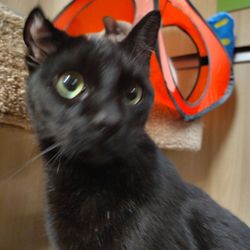 ARE Animal Rescue - Adoptable cat Jamie