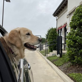 Starbucks - Puppy cino time! - Coffee & Tea Near Me - Flower Mound, Texas