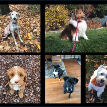 Westboro Dog Walkers - Dog Walkers Near Me - Grafton, Massachusetts Westboro Dog Walkers - Dog Walkers Near Me - Grafton, Massachusetts