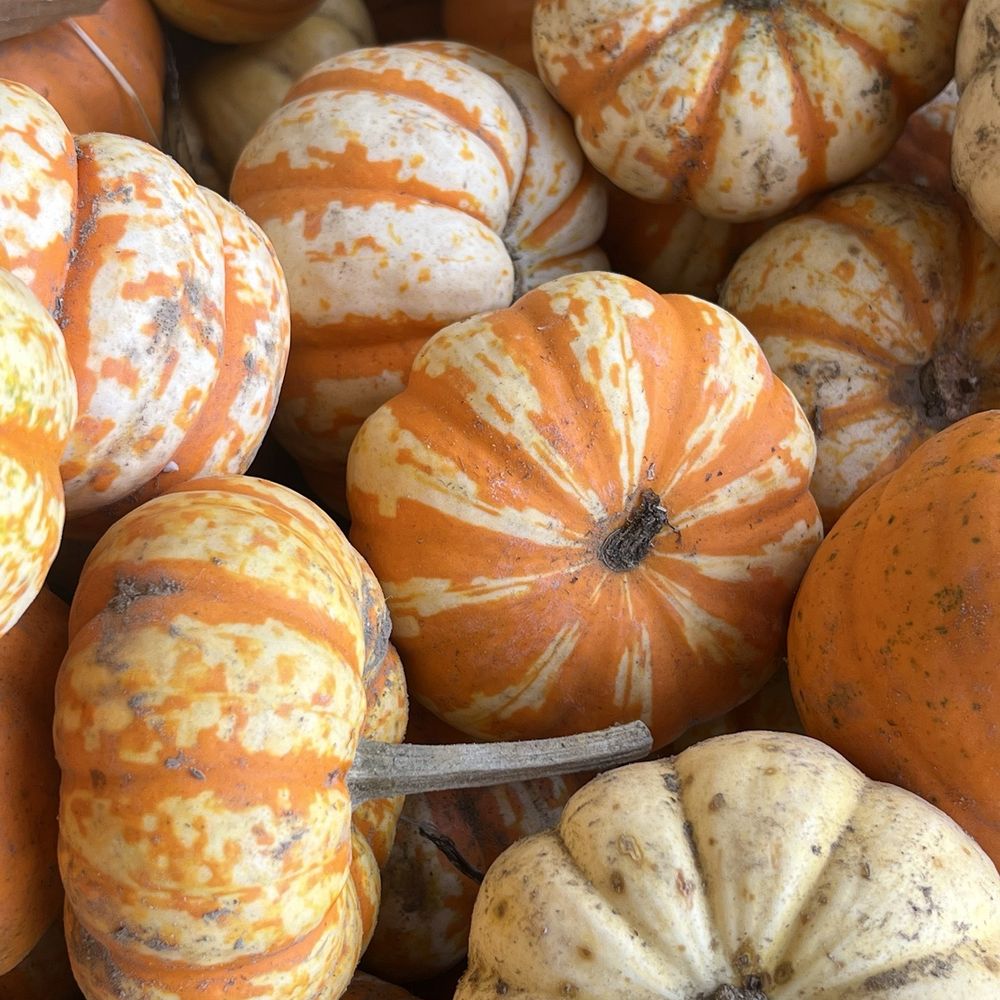 Elliot Farm - Pumpkin - Farmers Market Near Me - Lakeville, Massachusetts