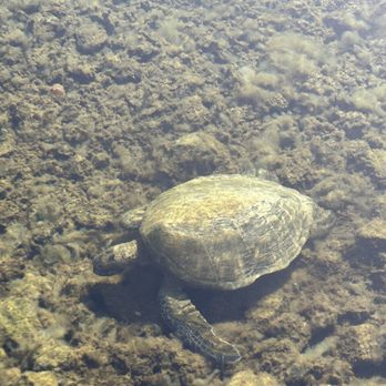 SCP Hilo Hotel - Turtle - Hotels Near Me - Hilo, Hawaii