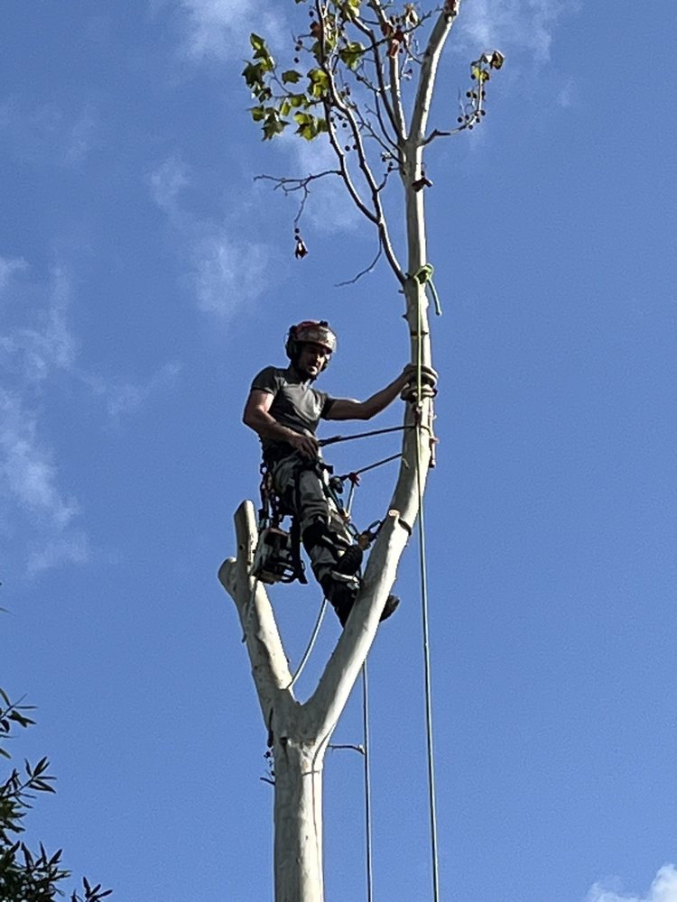 Tree Mike MIKE’S TREE SERVICE - Updated June 2026 - 16 Photos - 201 S Blackwell ...